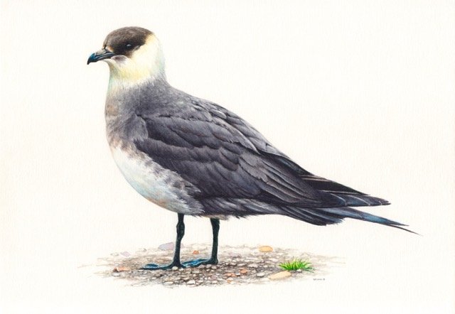 Artic skua