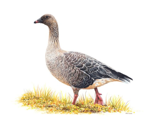 Kortnebbgås - Pink footed goose (Anser brachyrhynchus) Kortnebbgås - Pink footed goose (Anser brachyrhynchus)