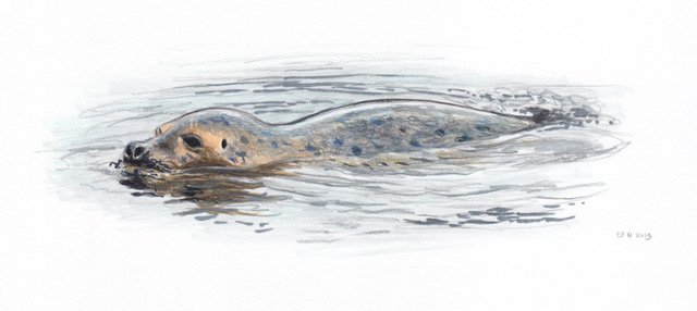 Svømmende steinkobbe - swimming Harp seal (Pagophilus groenlandicus) Svømmende steinkobbe - swimming Harp seal (Pagophilus groenlandicus)