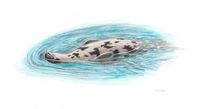 Grønlandssel - Harp seal (Pagophilus groenlandicus) Grønlandssel - Harp seal (Pagophilus groenlandicus)