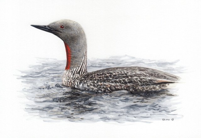 Smålom - Red throated diver (Gavia stellata) Smålom - Red throated diver (Gavia stellata)