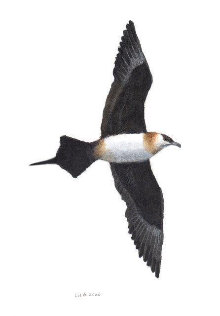 Tyvjo - Artic skua (Stercorarius parasiticus) Tyvjo - Artic skua (Stercorarius parasiticus)