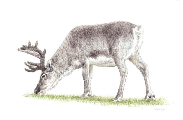 Svalbardrein - Svalbard reindeer (Rangifer tarandus platyrhynchus) Svalbardrein - Svalbard reindeer (Rangifer tarandus platyrhynchus)