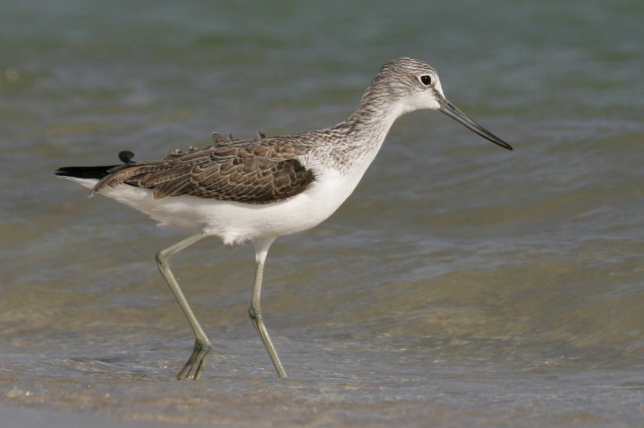 Gluttsnipe