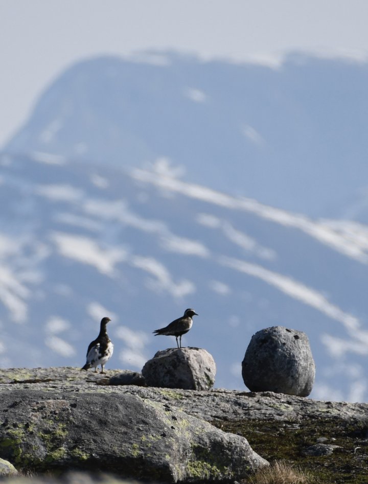 Fjellrype og heilo på Sollinova Fjellrype og heilo på Sollinova