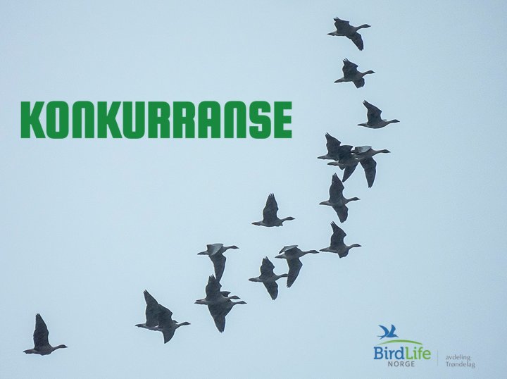 Konkurranse