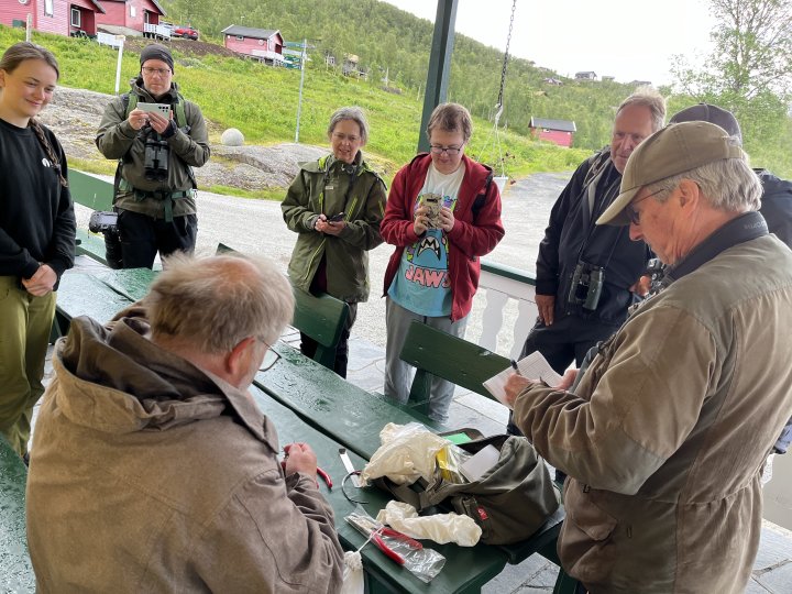 Ringmerking av blåstrupe