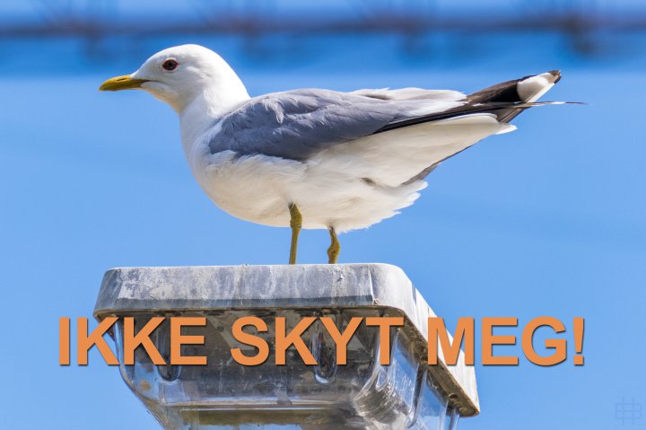 Fiskemåke Fiskemåke