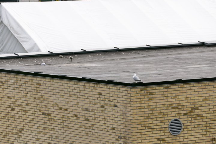 Fiskemåke Fiskemåke