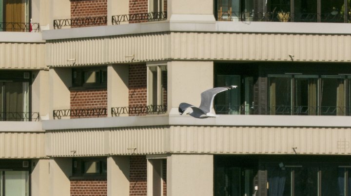 Fiskemåke Fiskemåke