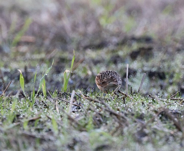 3 poeng Vår Fuglefauna 2-2024
