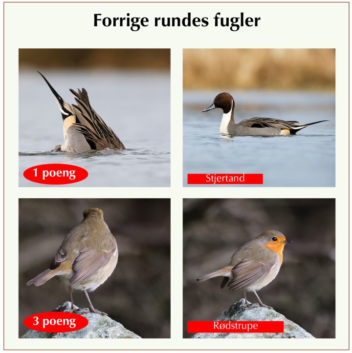 Fasitbilder Fotonøtta Vår Fuglefauna 2-2024