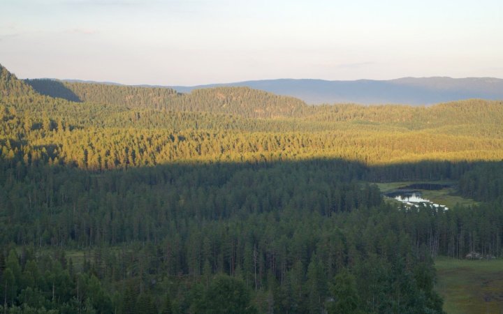 Hønsehaukhabitat Hønsehaukhabitat
