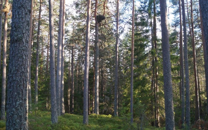 Hønsehaukreir Hønsehaukreir