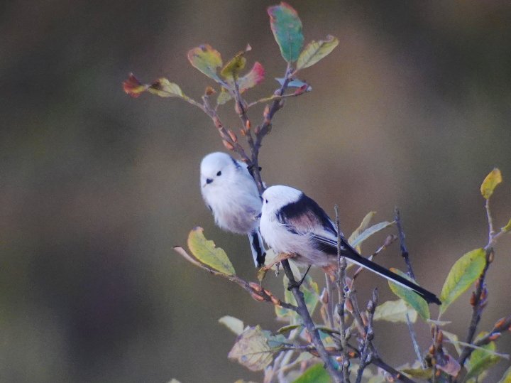 Stjertmeiser på Fiskumvannet Stjertmeiser på Fiskumvannet