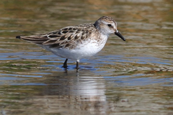 Sandsnipe Sandsnipe