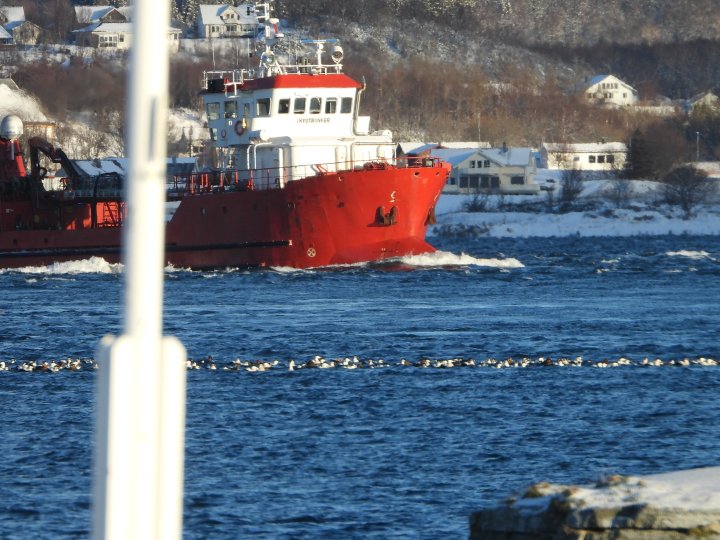 Ærfugl Ærfugl