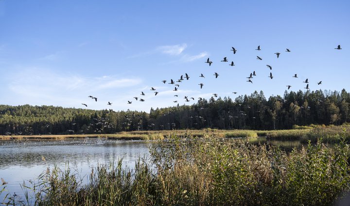 Gjennestadvannet