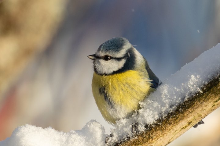 Blåmeis
