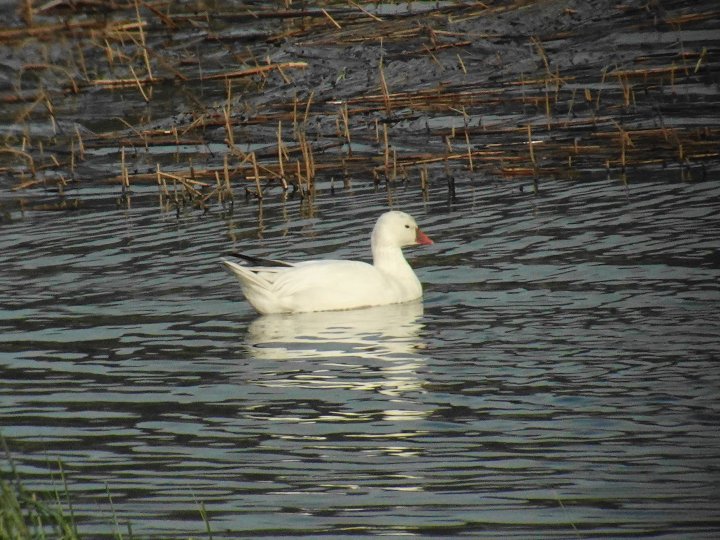 Eskimogås på Fiskumvannet 3.5.2024. Foto: Steinar Stueflotten