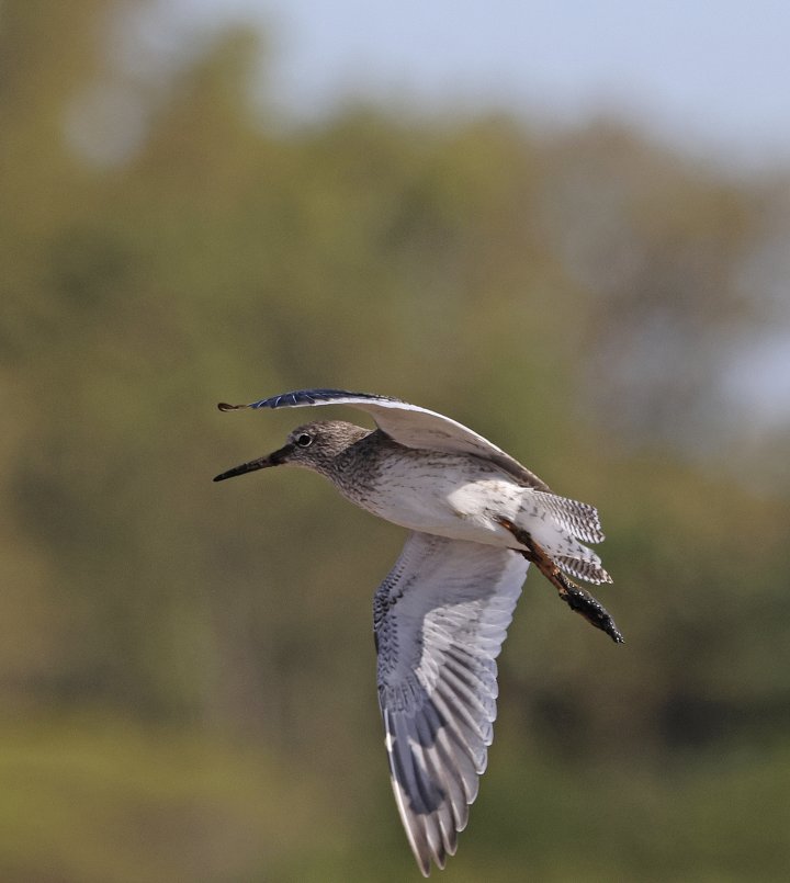 3 poeng Vår Fuglefauna 1-2025