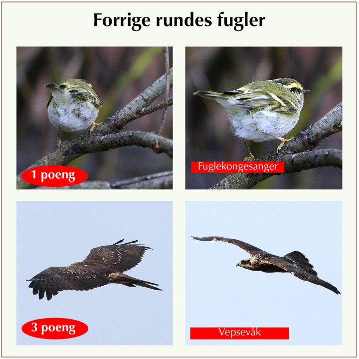 Fasitbilder Fotonøtta Vår Fuglefauna 1-2025