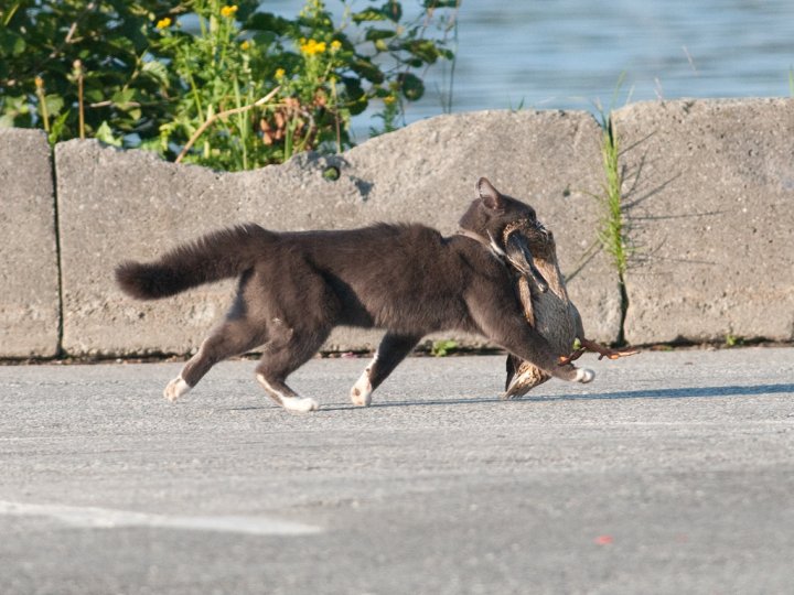 Katt med stokkand Katt med stokkand